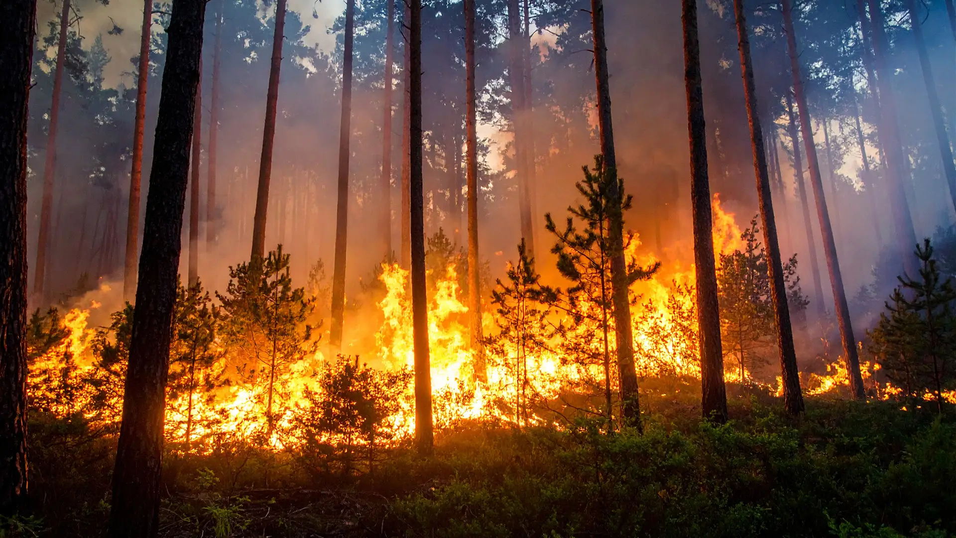 Waldbrand - Flammen auf dem Waldboden lodern empor